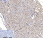 Actin β Polyclonal Antibody